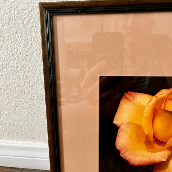 Framed Peach Rose Photograph By Bud Hereman Wall Art Decor 12/13 Inch - Picture 4 of 14